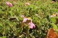Cistus creticus
